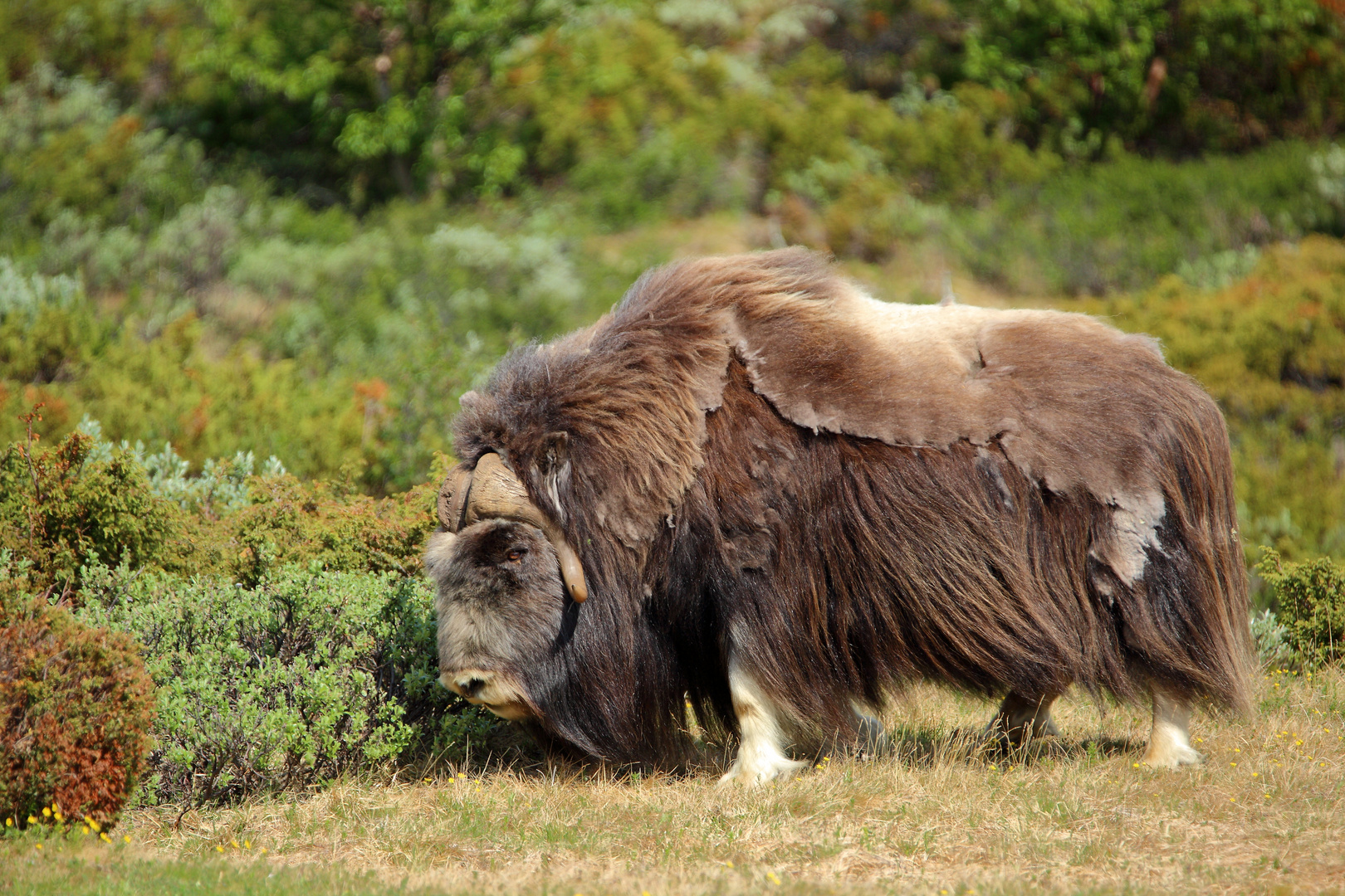 Moschusochse Ovibos moschatus Foto & Bild natur, paarhufer, tier