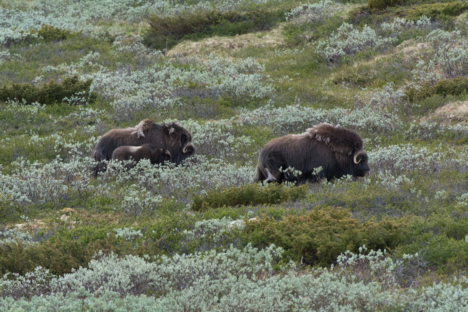 Moschusochse (Ovibos moschatus); Herde mit Kalb