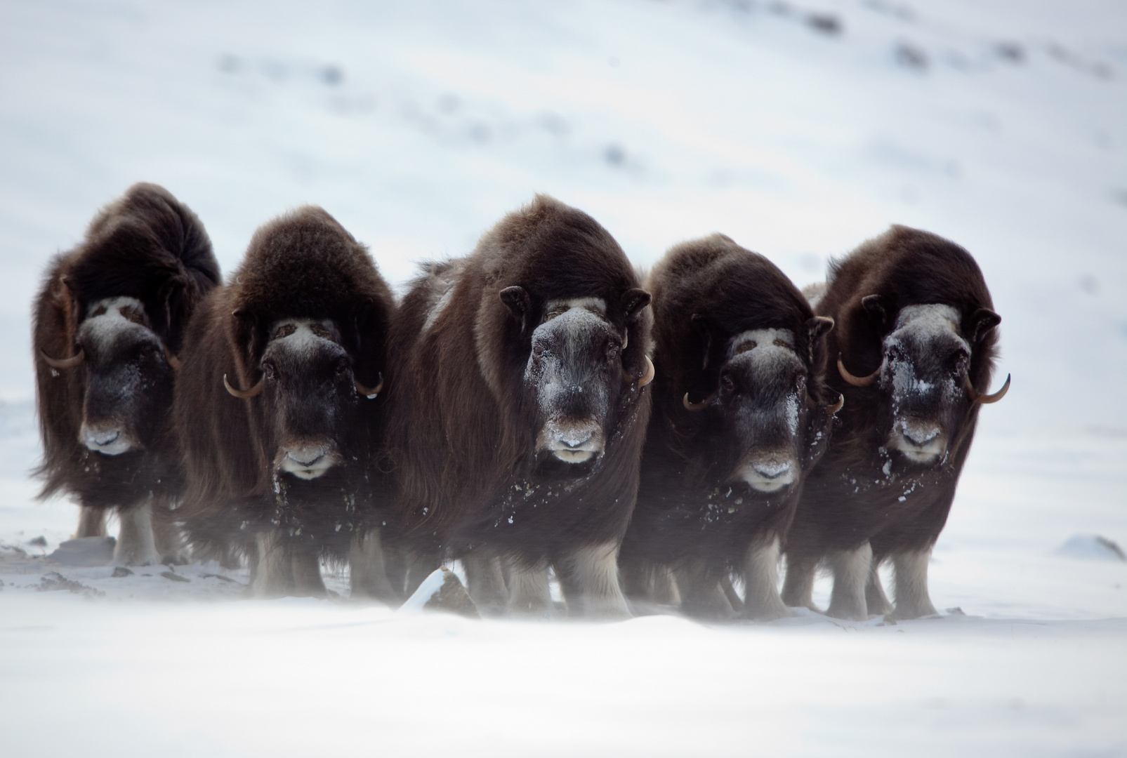 Moschusochsen Foto & Bild | tiere, wildlife, säugetiere Bilder auf  fotocommunity