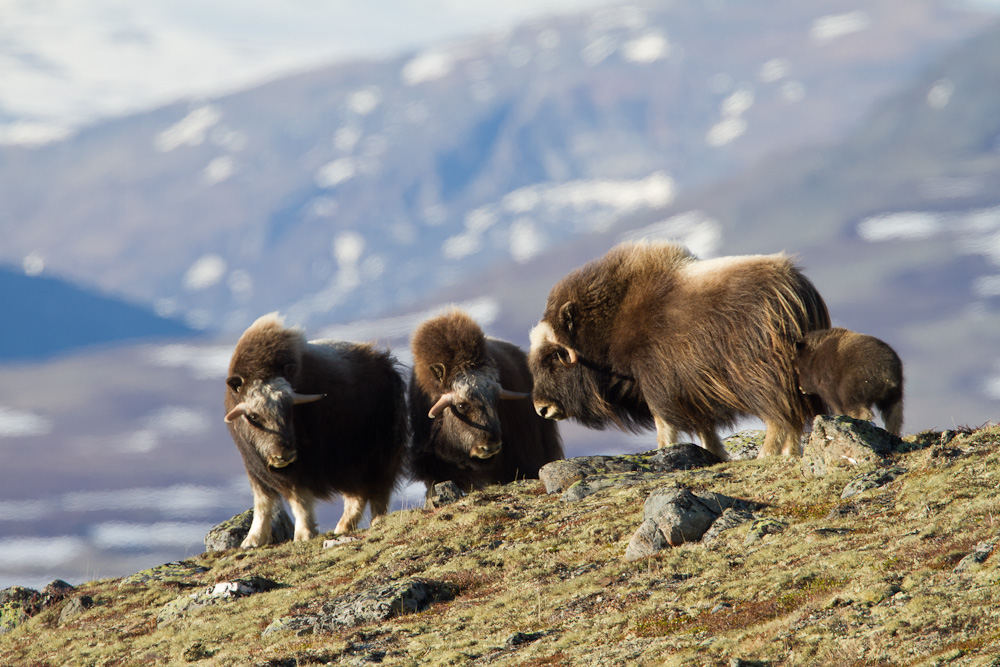 Moschusochsen auf dem Dovrefjell.