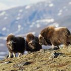 Moschusochsen auf dem Dovrefjell.