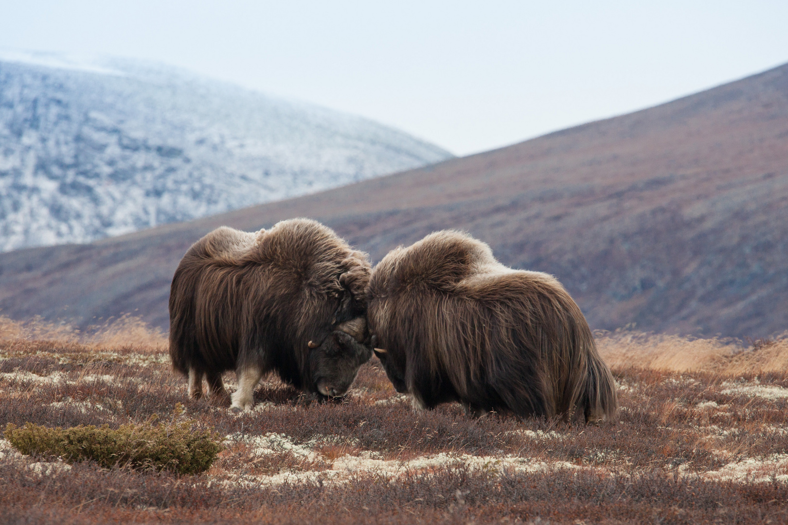 Moschusochsen auf den Dovrefjell