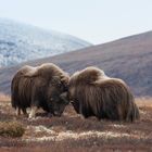 Moschusochsen auf den Dovrefjell