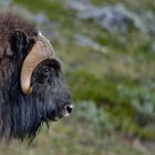 Moschusochsen, Dovrefjell-Nationalpark, Juni 2013