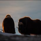 Moschusochsen im Abendlicht