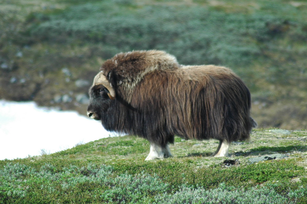 Moschusochsen im Dovrefjell