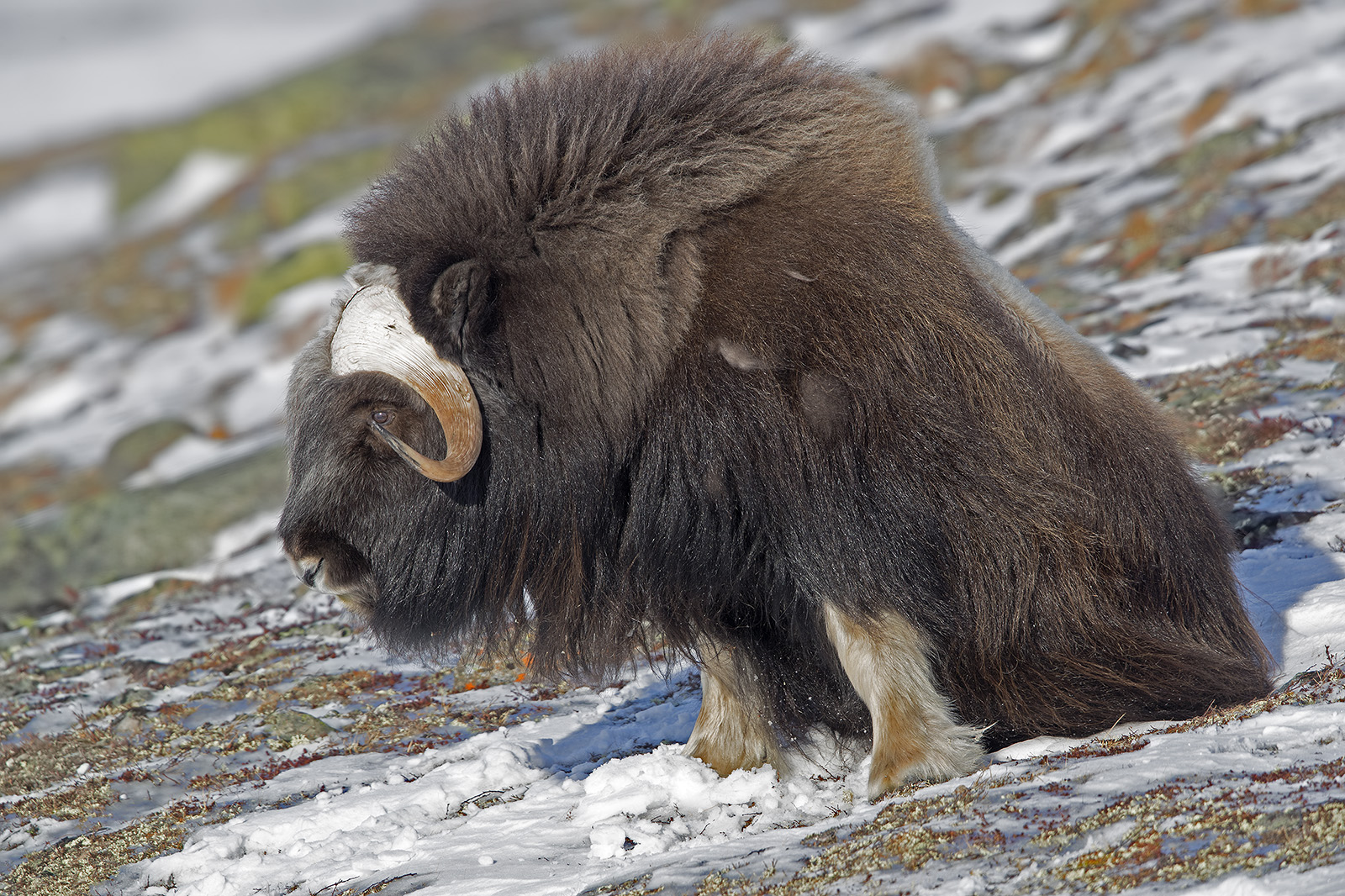 Moschusochsen im Dovrefjell