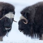 Moschusochsen im Dovrefjell