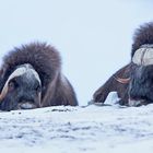 Moschusochsen im Dovrefjell