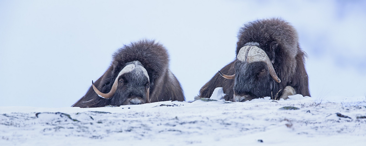 Moschusochsen im Dovrefjell