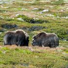 Moschusochsen im Dovrefjell