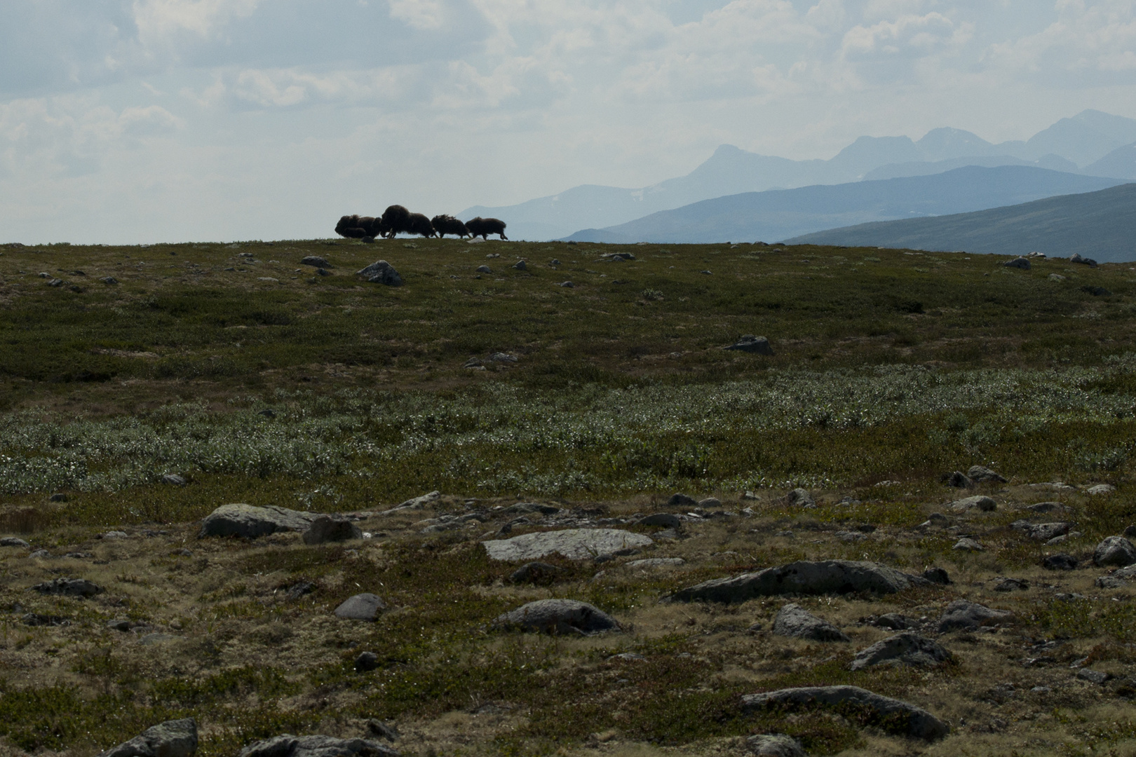 Moschusochsen im Dovrefjell National Park, Norwegen