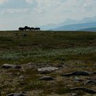 Moschusochsen im Dovrefjell National Park, Norwegen