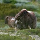 Moschusochsen im Dovrefjell - Nationalpark