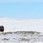 Moschusochsen im Dovrefjell Nationalpark, Norwegen