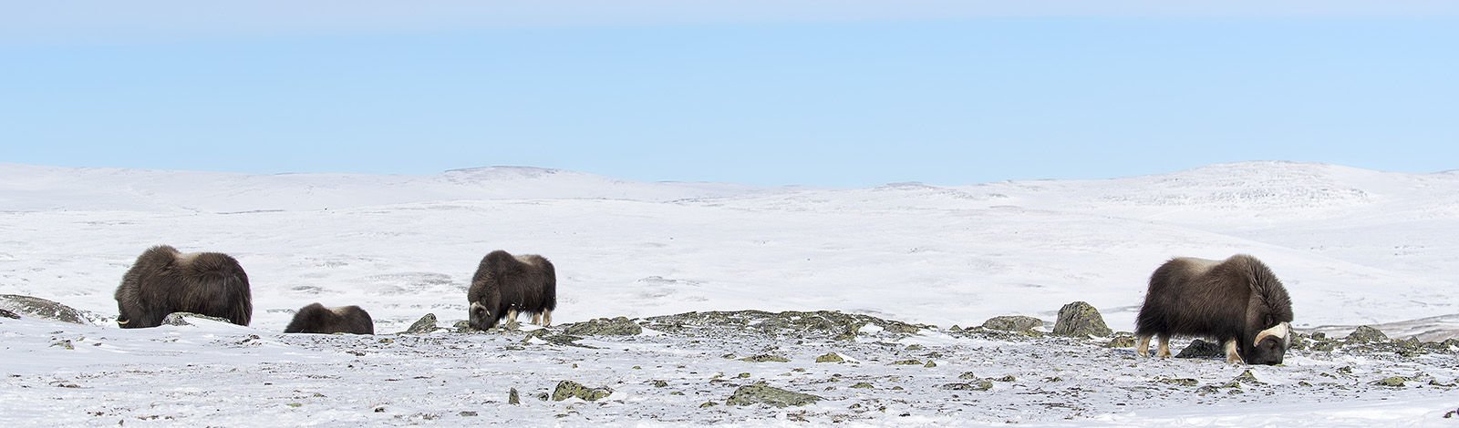 Moschusochsen im Dovrefjell Nationalpark, Norwegen