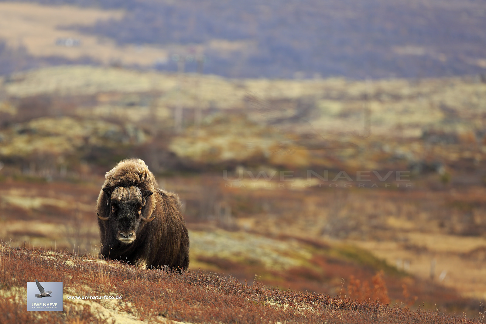 Moschusochsen im Dovrefjell Norwegen