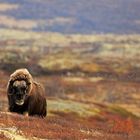 Moschusochsen im Dovrefjell Norwegen