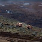 Moschusochsen im Dovrefjell-Sunndalsfjella-Nationalpark