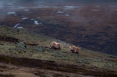 Moschusochsen im Dovrefjell-Sunndalsfjella-Nationalpark