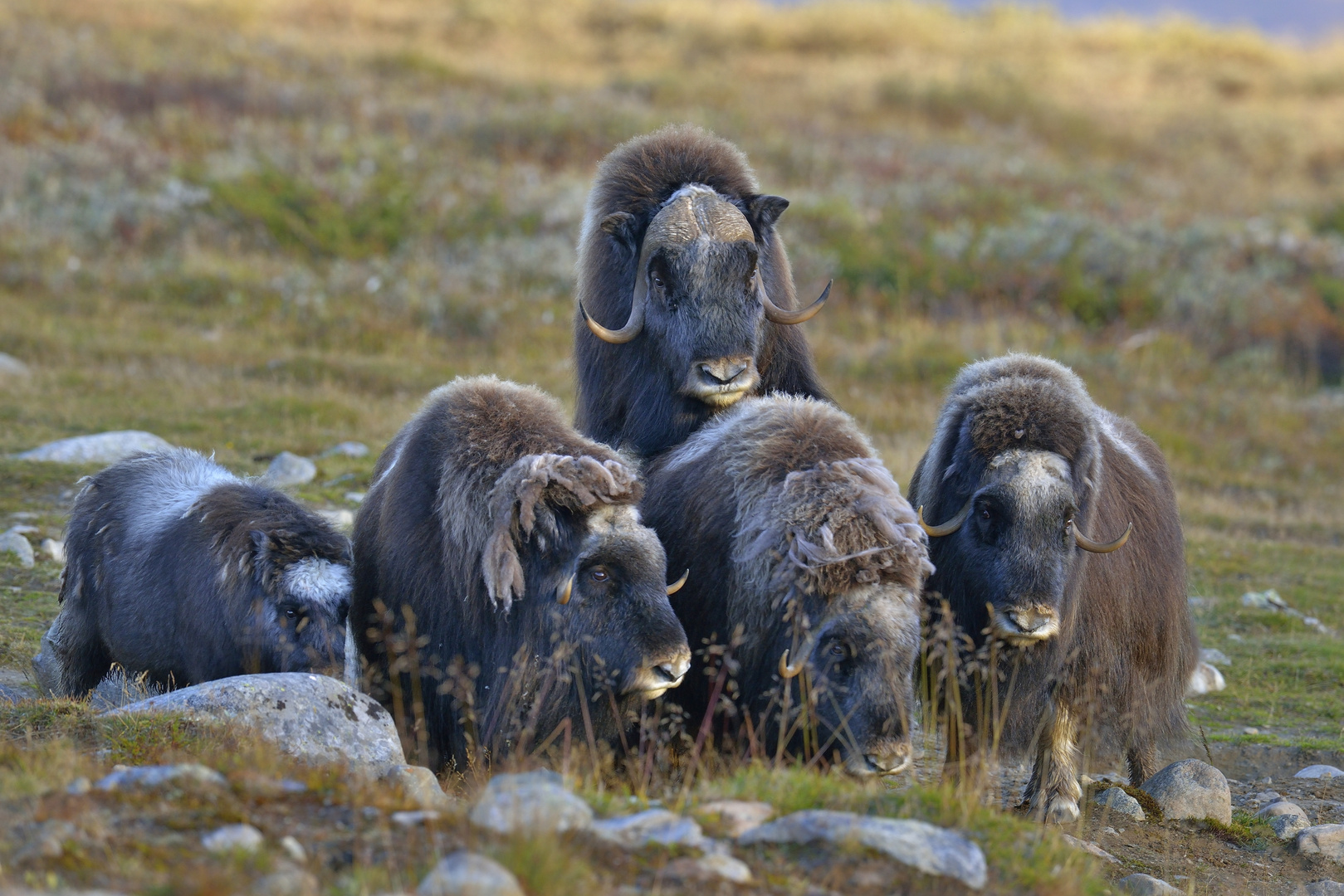 Moschusochsen in Dvrefjell-Nationalpark