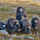 Moschusochsen in Dvrefjell-Nationalpark