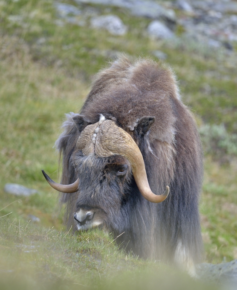 Moschusochsen in Dvrefjell-Nationalpark im Juni 2013