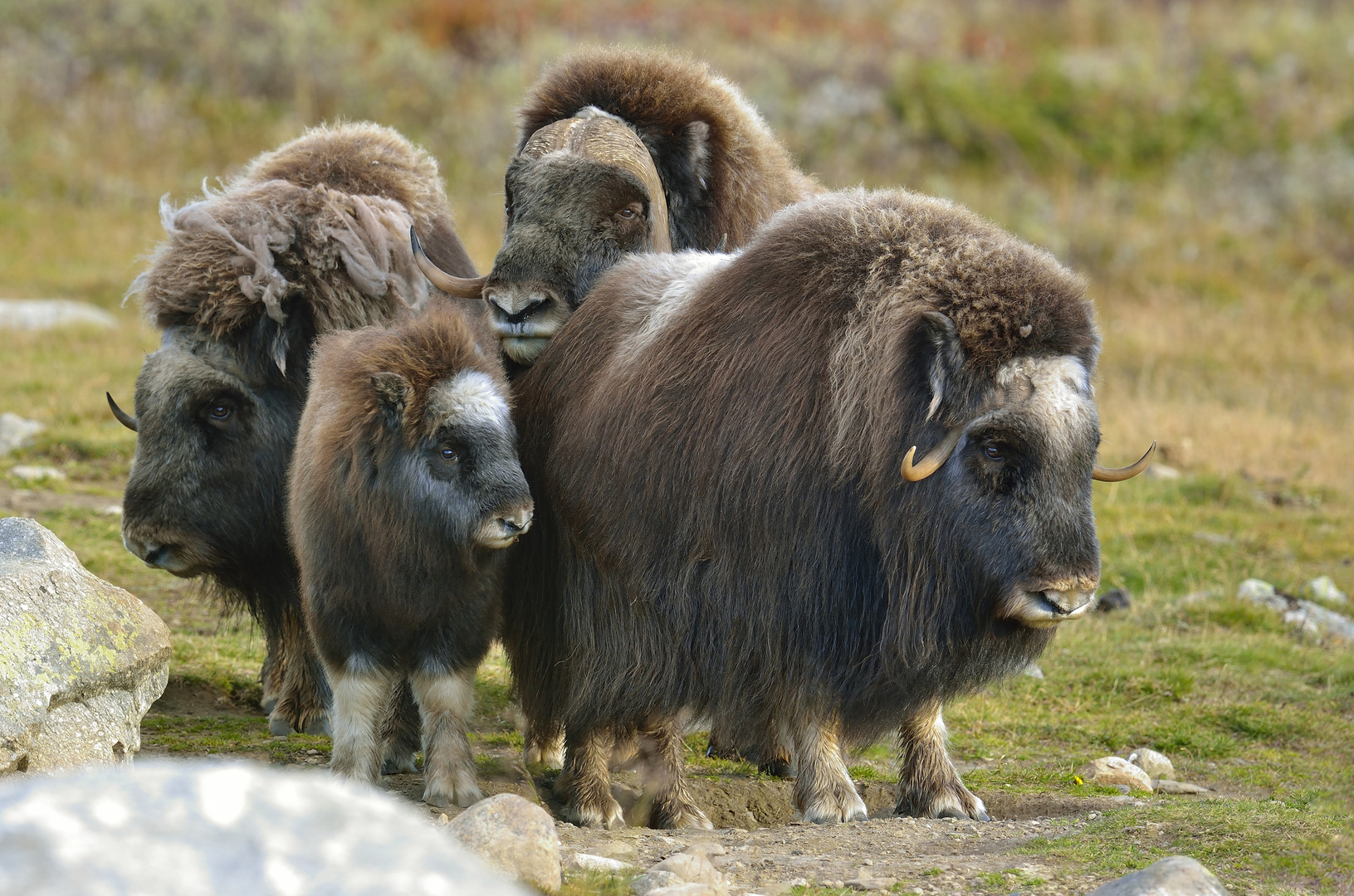 Moschusochsen in Dvrefjell-Nationalpark im September 2013