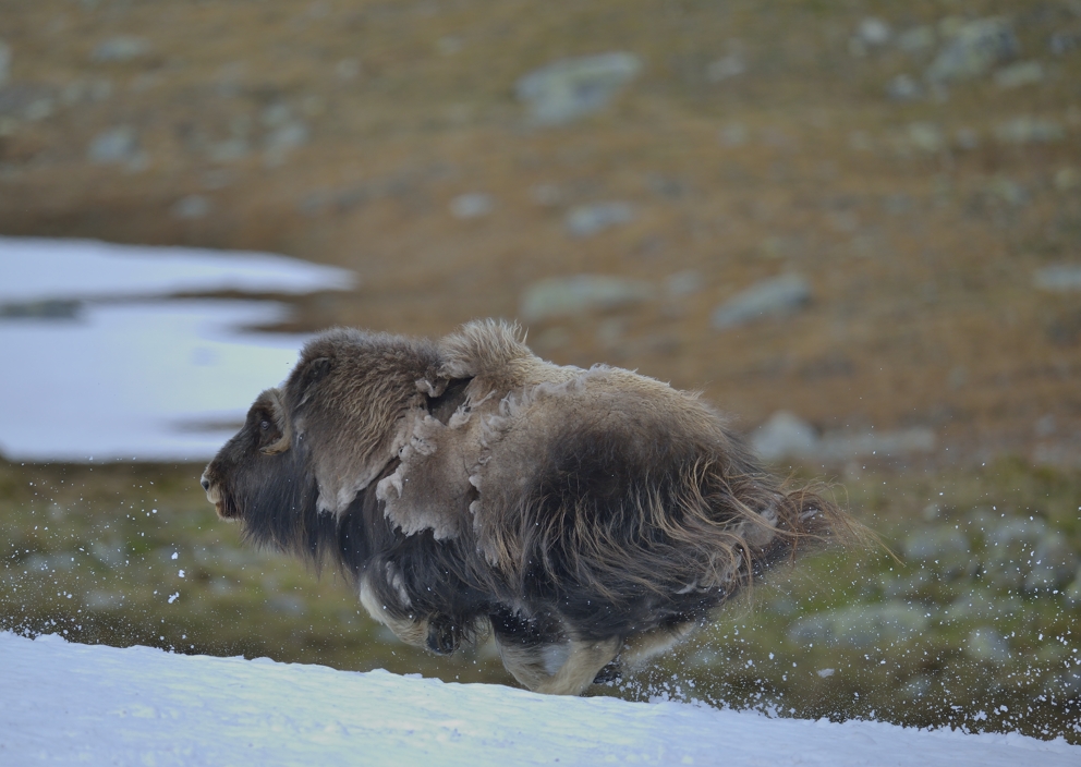 Moschusochsen in Dvrefjell-Nationalpark, Juni 2013