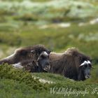 Moschusochsen in Norwegen Dovrefiell