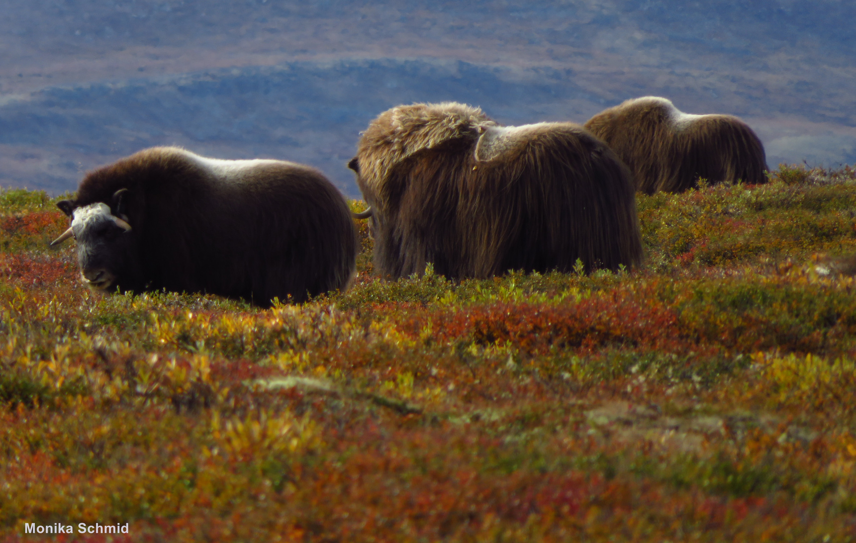 Moschusochsen in Norwegen Dovrefjell