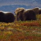 Moschusochsen in Norwegen Dovrefjell