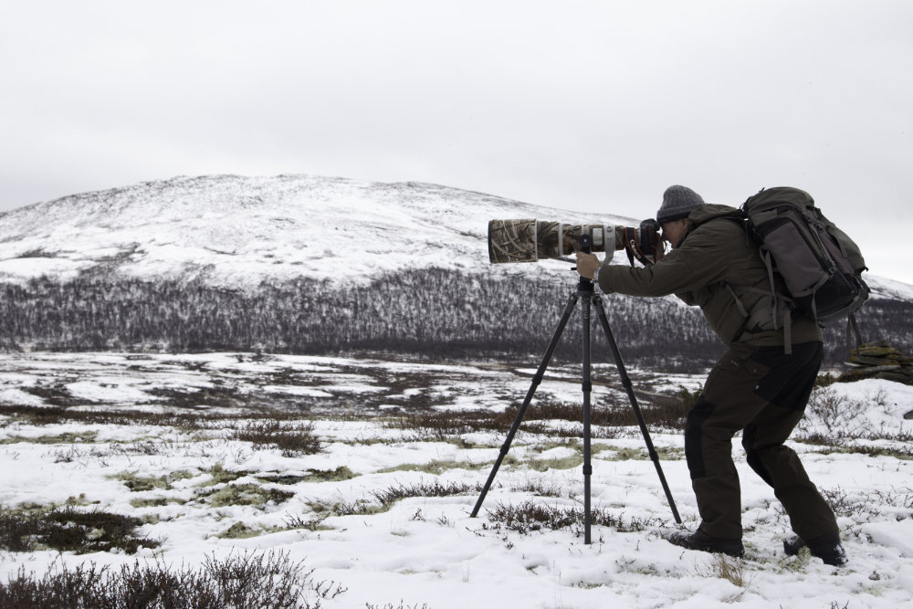 Moschusochsen Shooting im Schnee