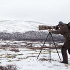 Moschusochsen Shooting im Schnee