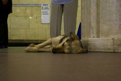 Moscow Metro-dog