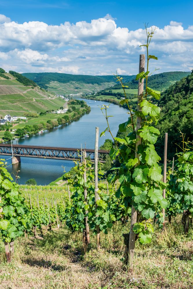 Mosel bei Bullay 91