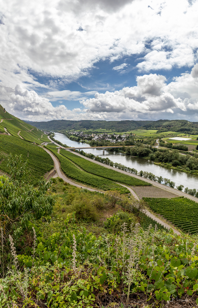 Mosel bei Erden