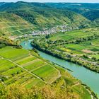 Mosel bei Neef 35