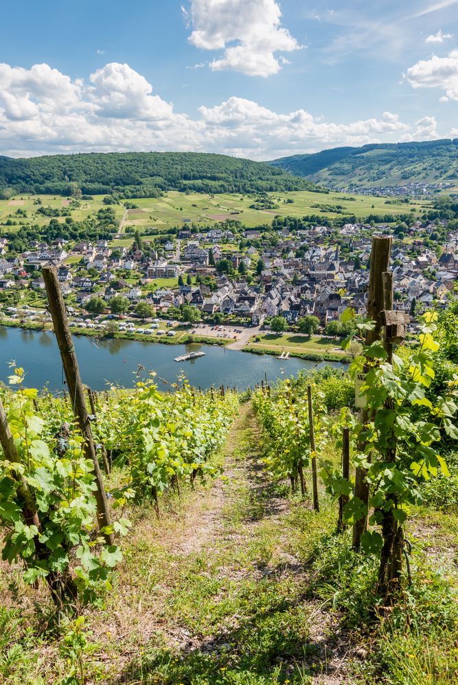 Mosel bei Pünderich 03