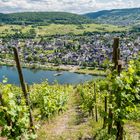 Mosel bei Pünderich 03