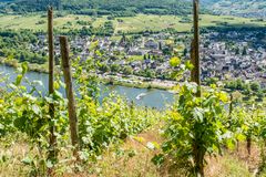 Mosel bei Pünderich 50