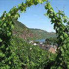 Mosel