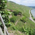 Mosel im Sommer