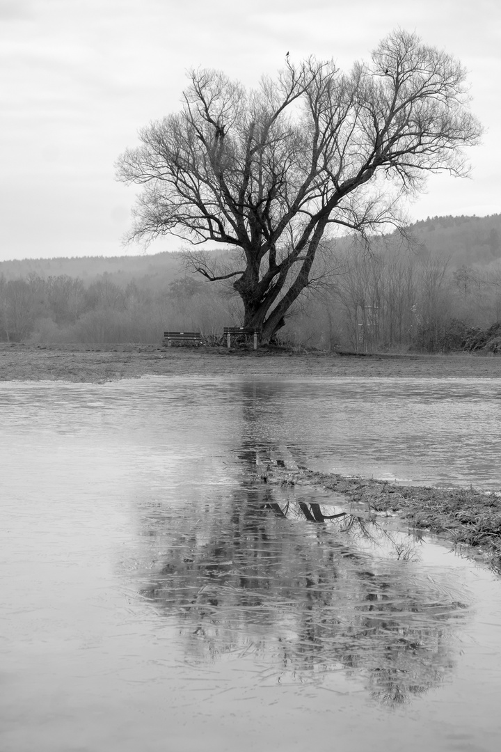 Mosel im Winter 2020 