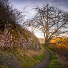 Mosel Impressionen