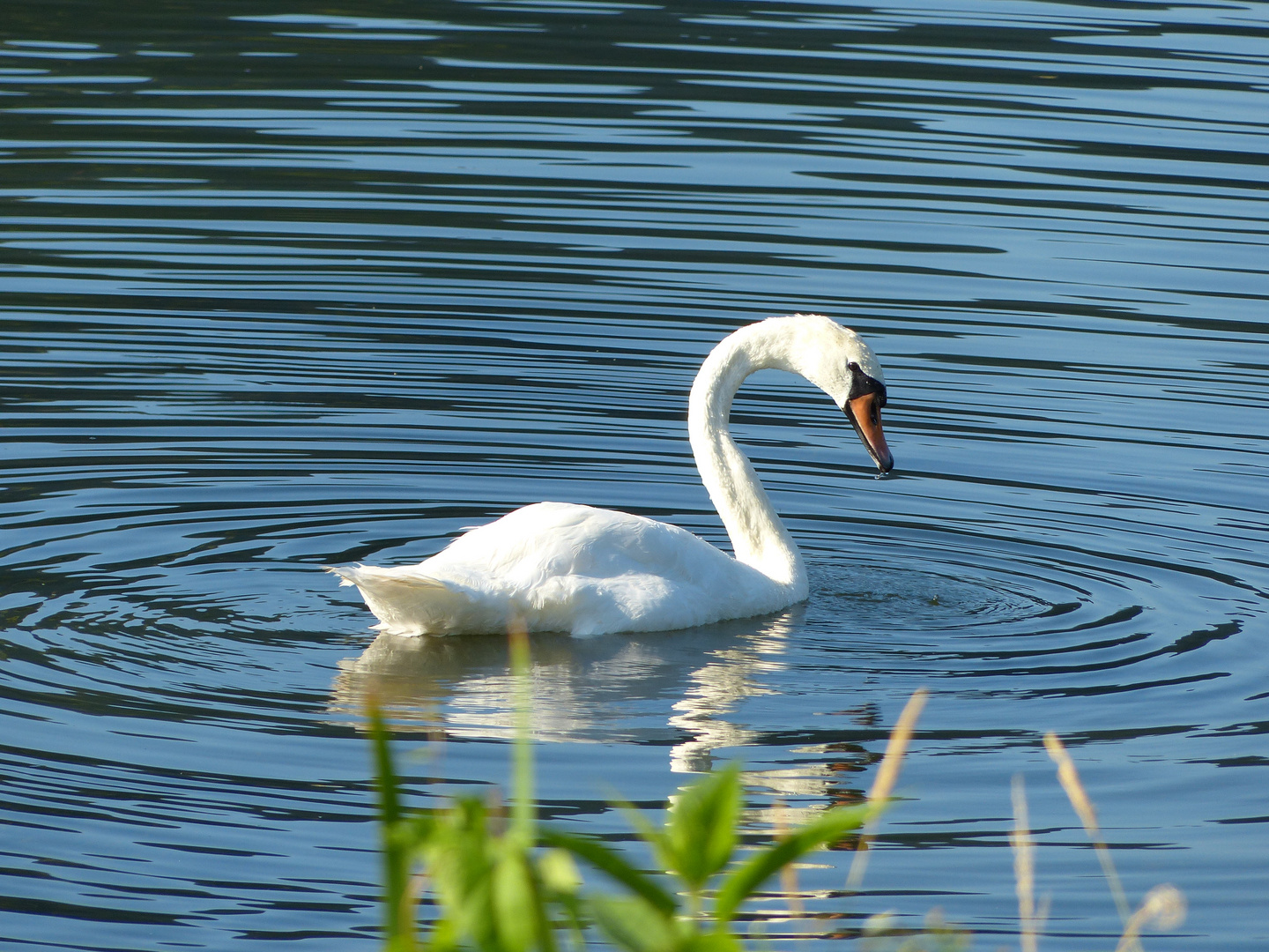 Mosel-Schwan in Morgensonne