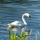 Mosel-Schwan in Morgensonne