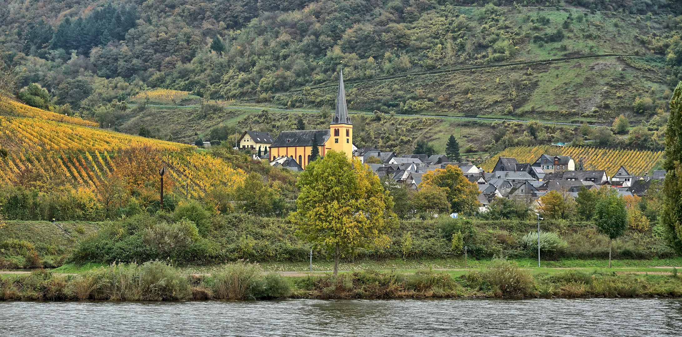 Mosel Senheim a.d. Mosel Foto & Bild world, natur, landschaft
