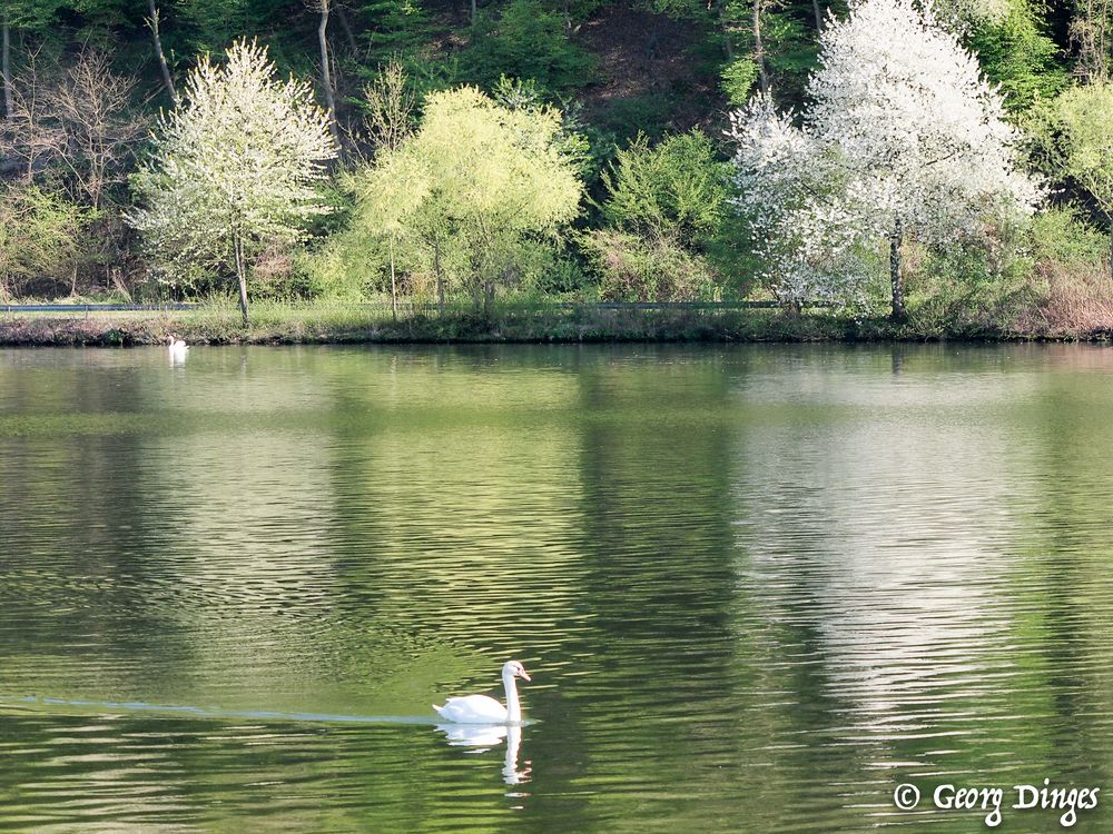  Mosel-Spiegelung 20150423