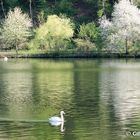  Mosel-Spiegelung 20150423